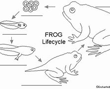 Image result for Divesity of Frogs in India