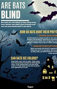 Image result for Are Bats Really Blind