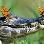 Image result for Crocodile Background