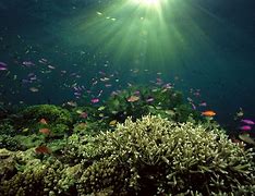 Image result for Underwater Ocean Desktop Wallpaper