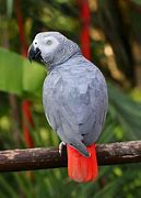 Image result for Gray Amazon Parrot