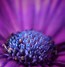 Image result for Apple iPhone 14 Macro Photos