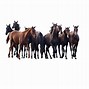 Image result for Horse Racing Transparent