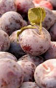 Image result for Italian Plums