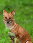 Image result for Dhole