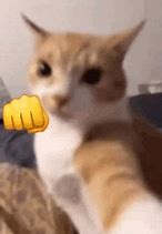 Image result for Cat Punch Meme