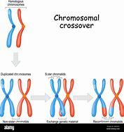 Image result for Crossing Over Chromatids