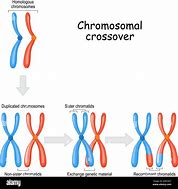 Image result for Chromosome Crossover