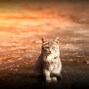 Image result for Fall Cat Wallpaper
