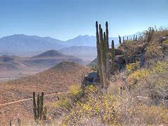 Image result for Mexico Desert