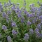 Image result for Caryopteris clandonensis Beyond Midnight