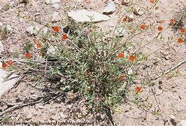 Image result for Arizona Desert Swarm