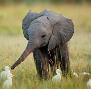 Image result for Cutest Zoo Animals