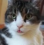 Image result for Itchy Cat with Toungue Out