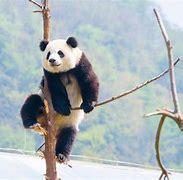 Image result for Panda in US
