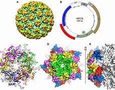 Image result for HPV Virus Cell