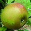 Image result for Yellow Apples Types