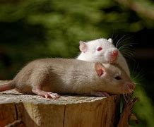 Image result for Fancy Rat