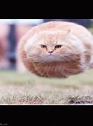 Image result for Floating Cat Meme On Air