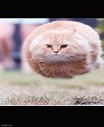 Image result for The Cat and the Chairs Floating Meme