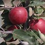Image result for Best Red Apple Trees to Grow