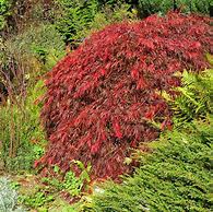 Image result for Red Select Japanese Maple Tree