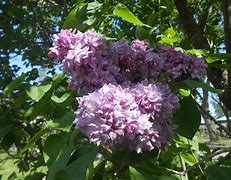 Image result for Syringa vulgaris Katherine Havemeyer