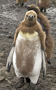Image result for King Penguin Babies