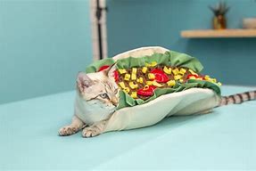 Image result for Cat Taco Carrier
