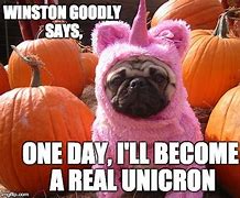 Image result for Winston Dog Meme
