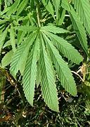 Image result for cannabaceae