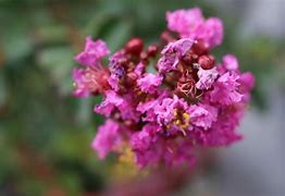 Bildergebnis für Lagerstroemia Early Bird Purple