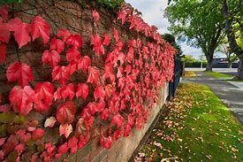 Image result for Boston Ivy Fence