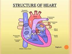 Image result for Facts About the Human Heart for Kids