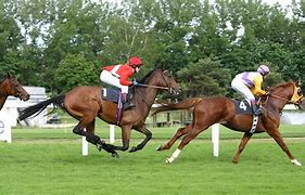 Image result for Horse Racing Thrillers Books