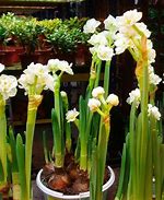 Image result for Annual Flowerbulbs