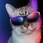 Image result for Really Cool Cats