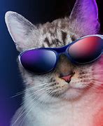 Image result for Cool Kitty Cats