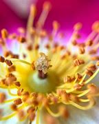 Image result for iPhone Macro Photos