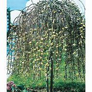 Image result for Pussy Willow Tree for Sale