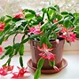 Image result for Different Types of Christmas Cactus