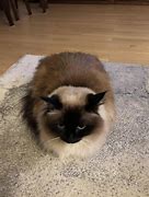 Image result for Fluffy Cat Loaf