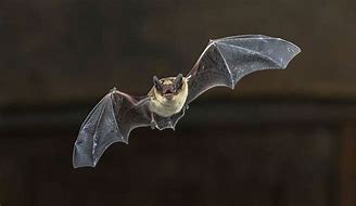 Image result for Common Bats UK