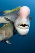 Image result for Fish Eye Face Scary