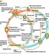Image result for Biological Life Cycle