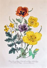 Image result for Antique Botanical Drawings