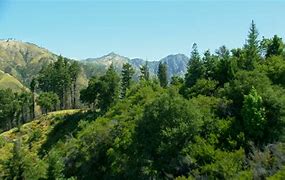 Image result for Redwood Forest Vacations