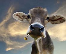 Image result for Funny Pictures of Cows