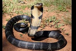 Image result for Big Cobra