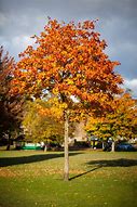 Image result for colorful tree